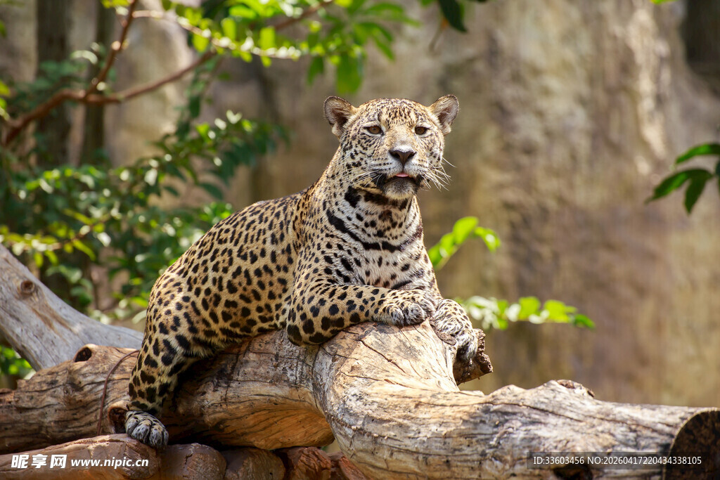 花豹栖息于树干上