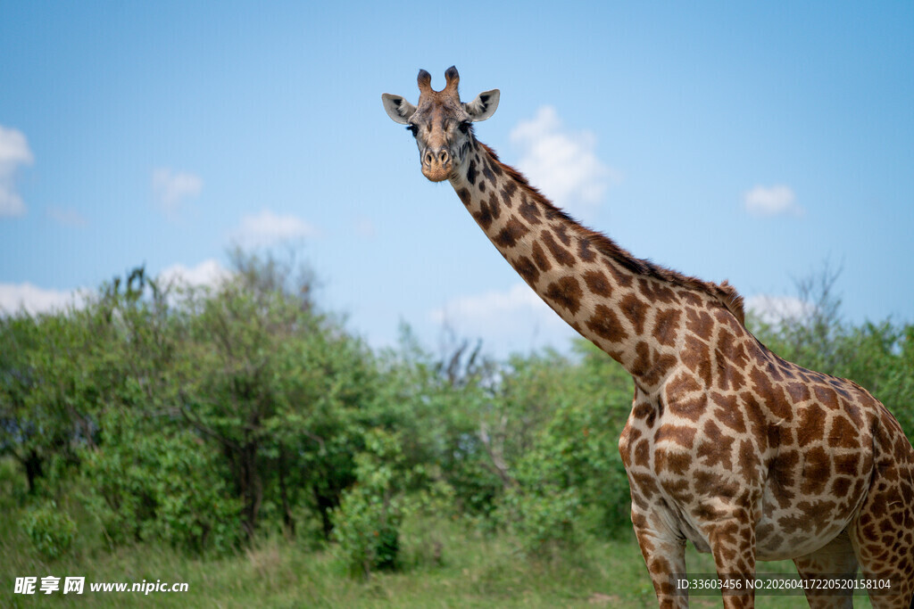 草原上的长颈鹿