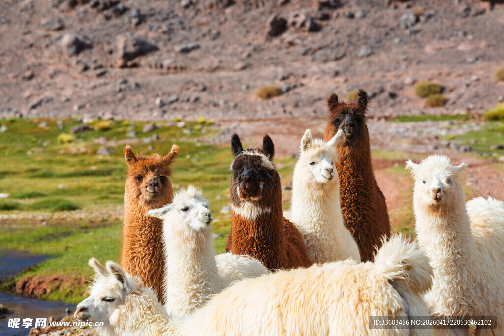 一群羊驼在户外的景象