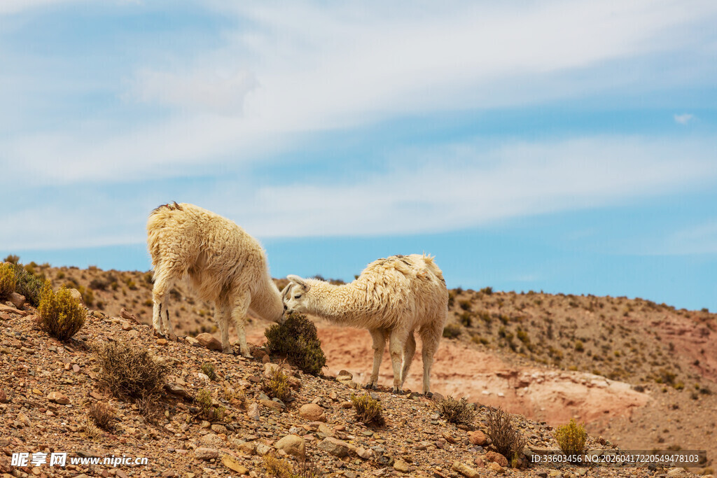 山坡上吃草的几只绵羊