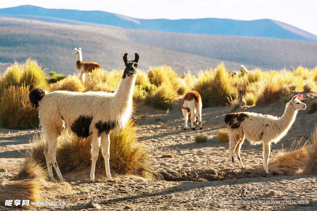 草原上的可爱羊驼群