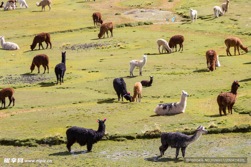 草原上的多样羊驼群