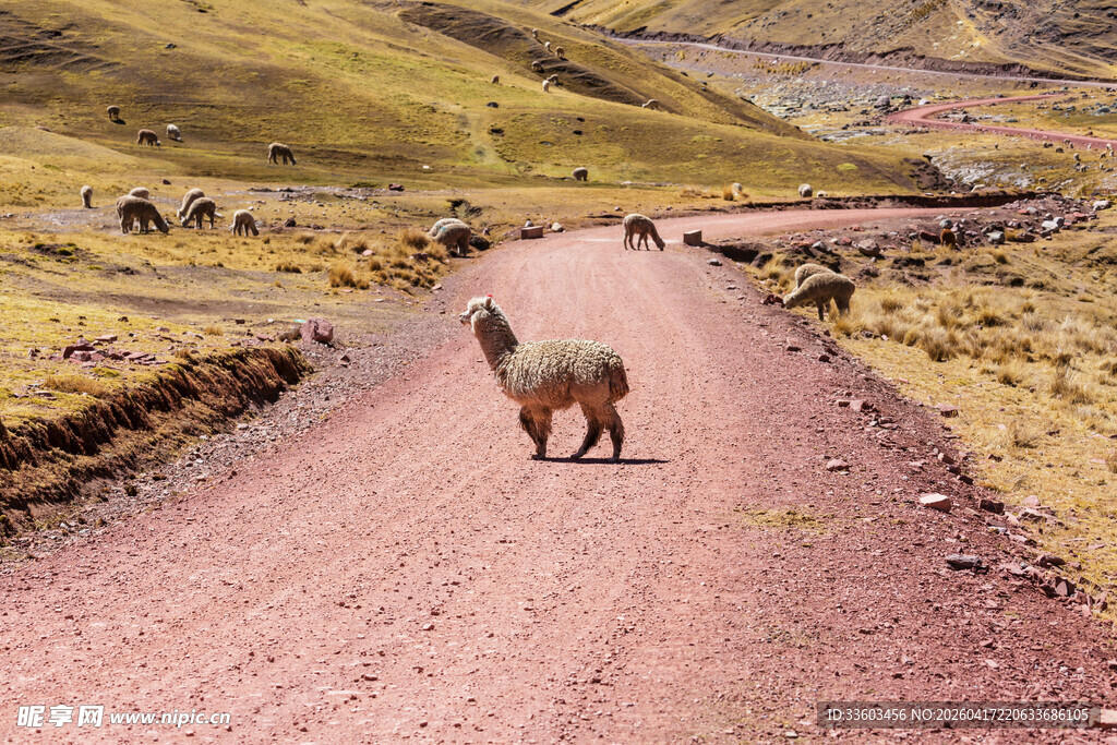 土路上独行的羊驼