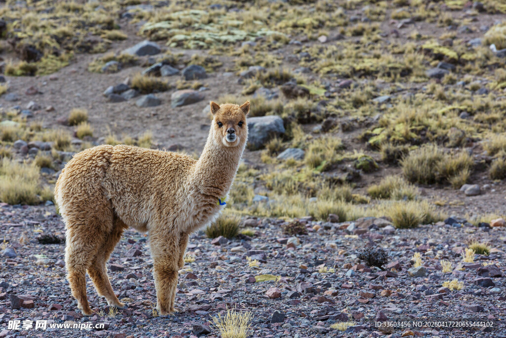 野外站立的棕色羊驼