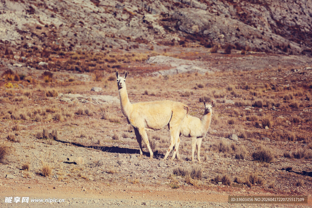 沙漠中的两只羊驼