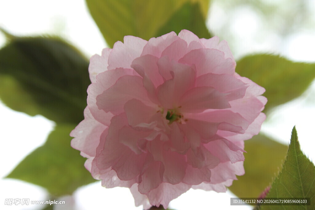 樱花特写