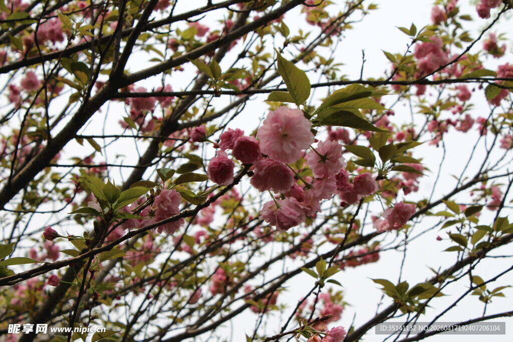 樱花