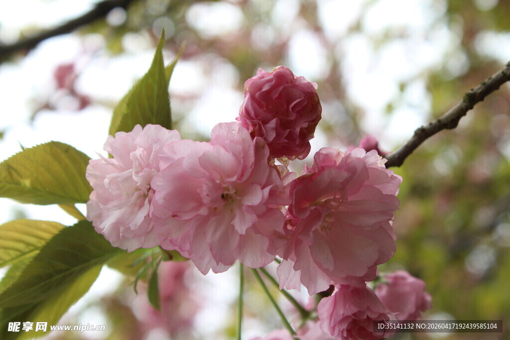 樱花