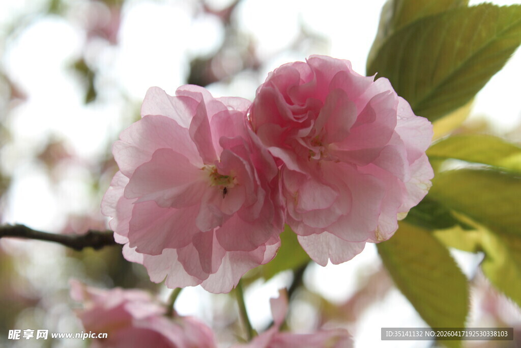 樱花