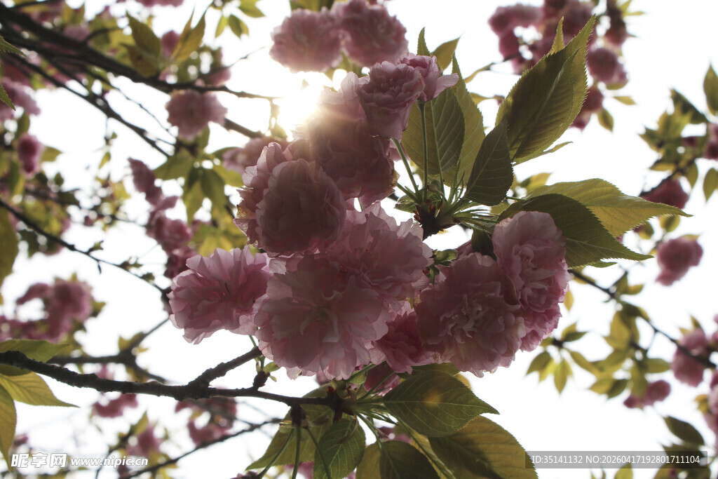 樱花