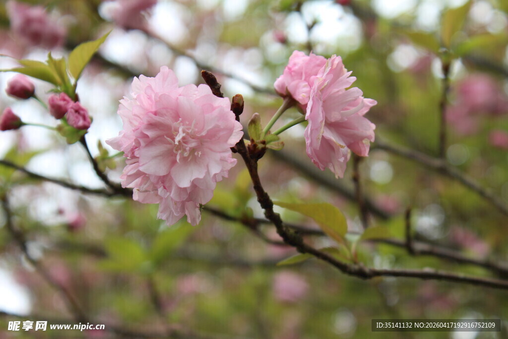 樱花