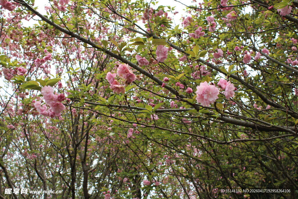晚樱
