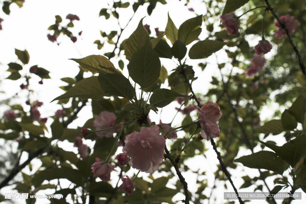 晚樱