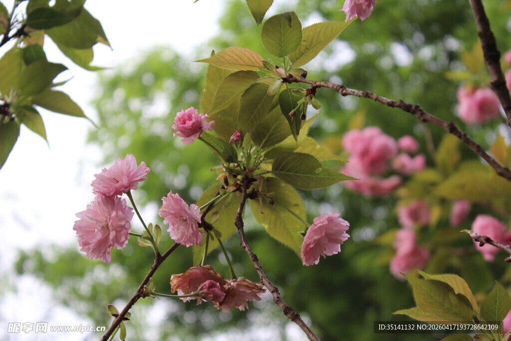 樱花
