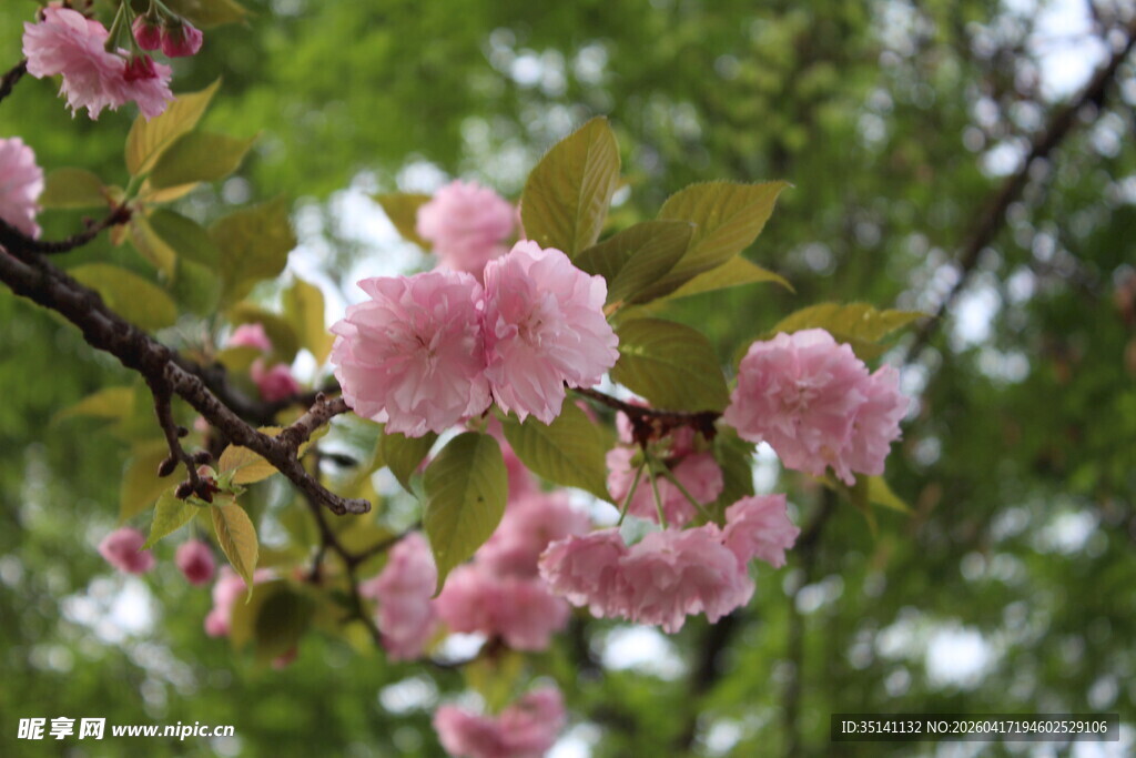 樱花