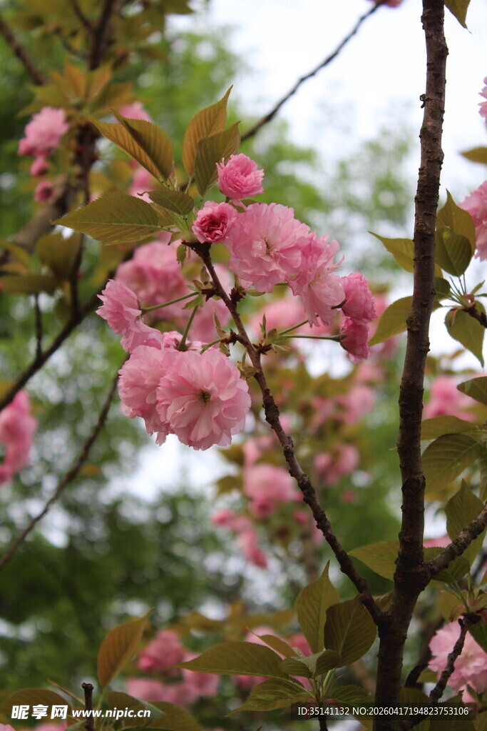 樱花