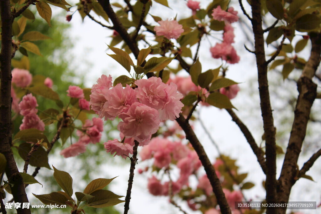 樱花