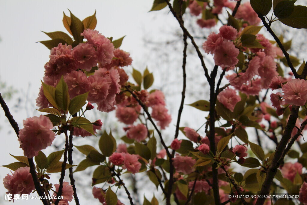 樱花