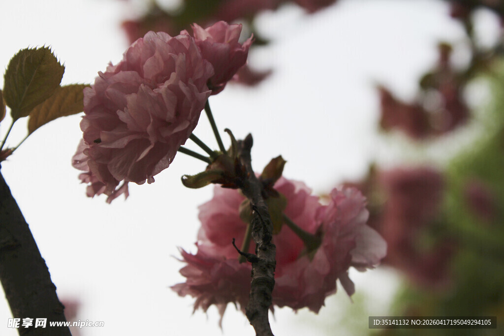 樱花