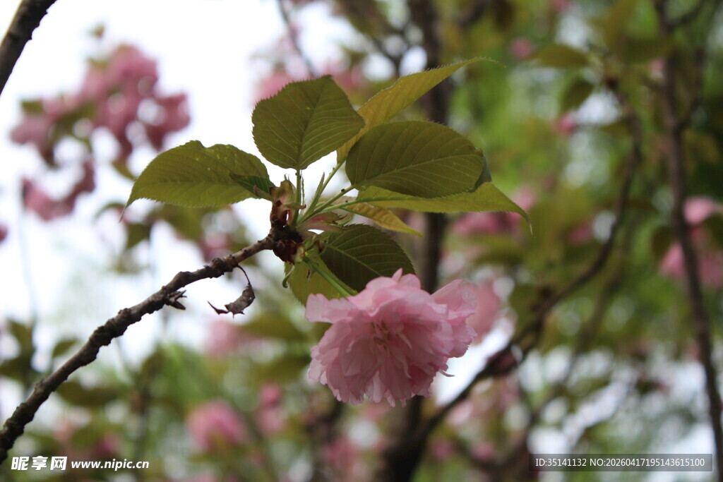 樱花