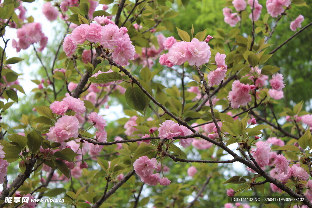 樱花