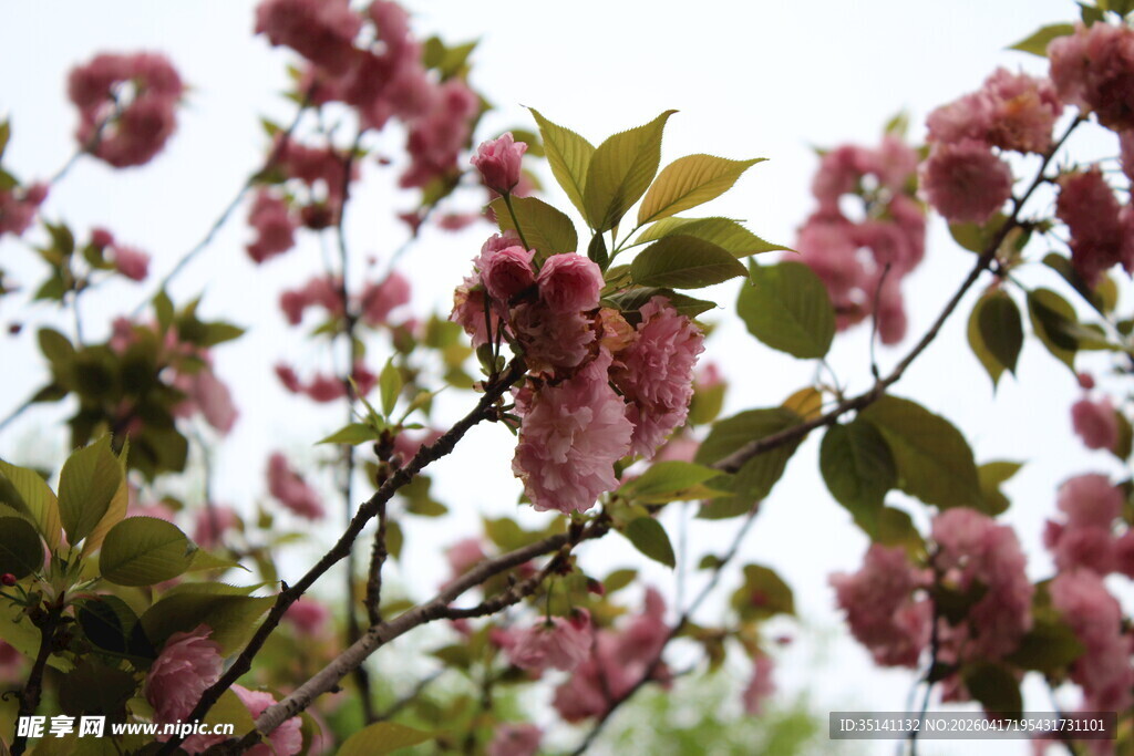 樱花