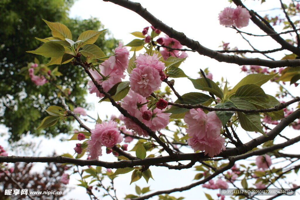 樱花