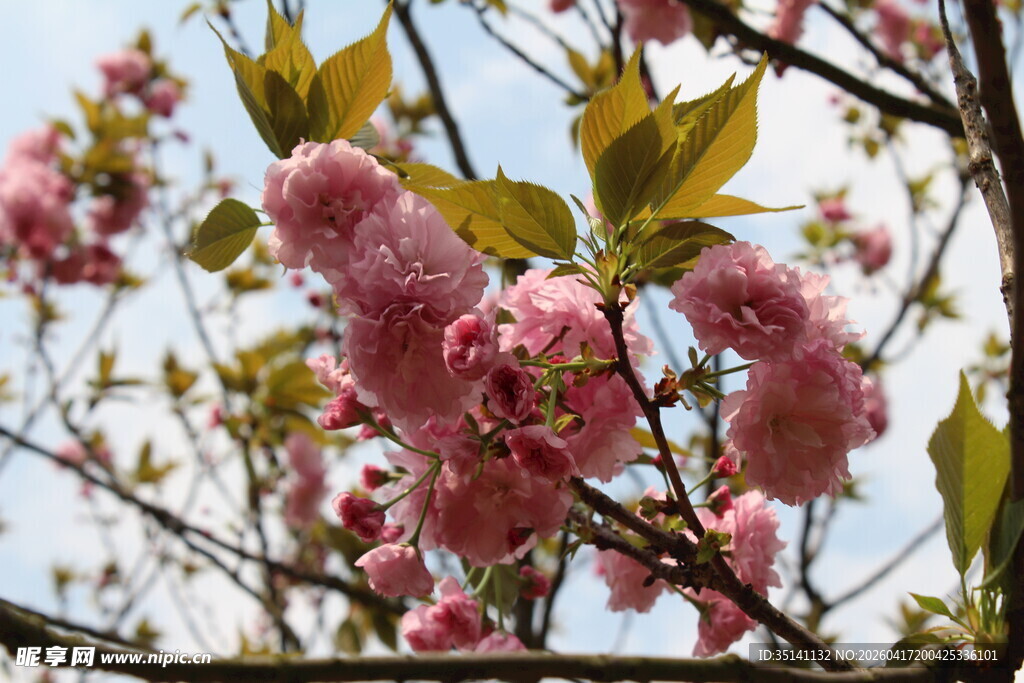 樱花
