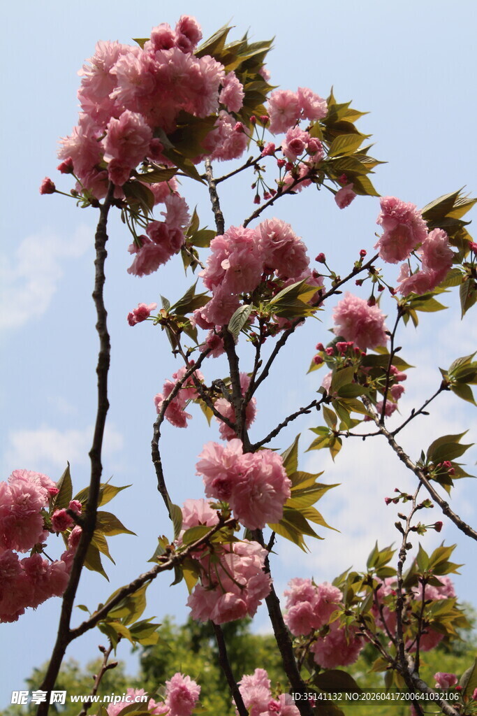 樱花树