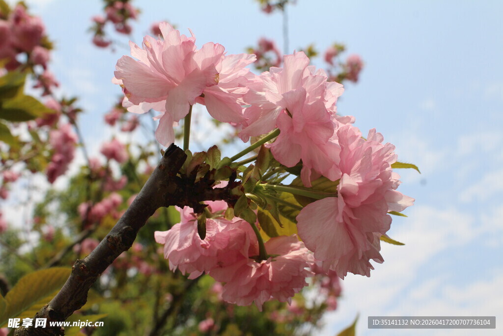 樱花