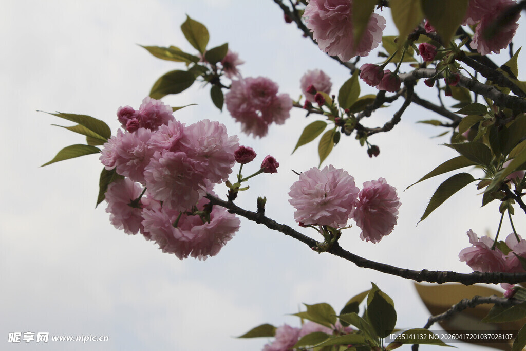 樱花
