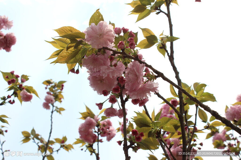 樱花
