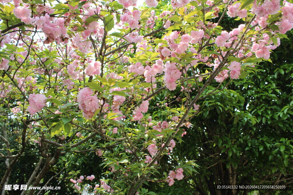 樱花树