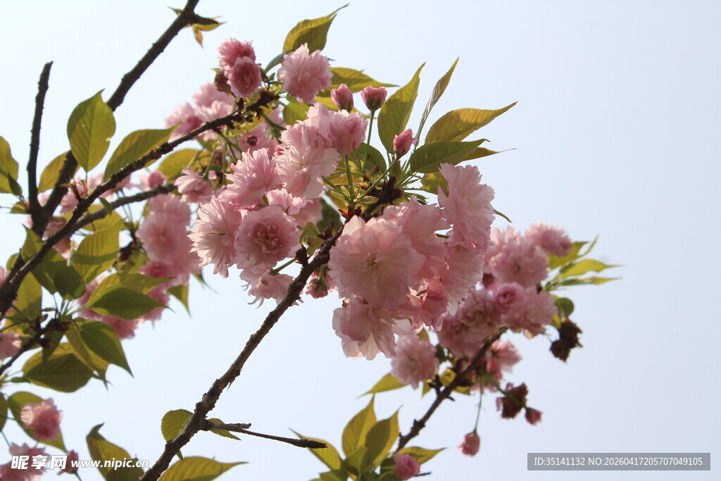 樱花