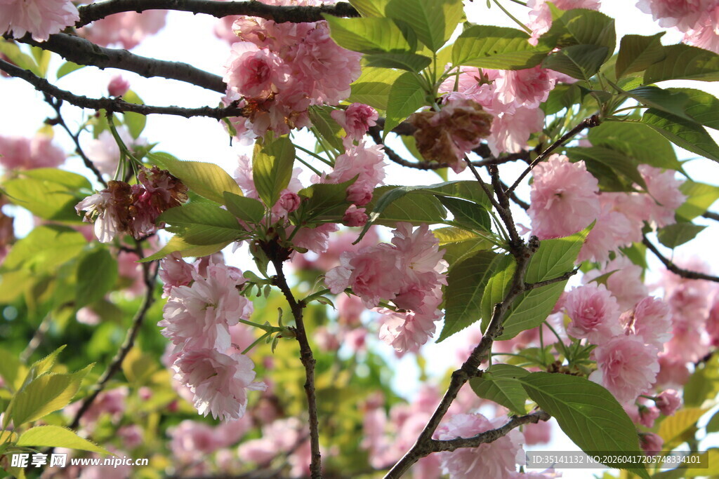 樱花