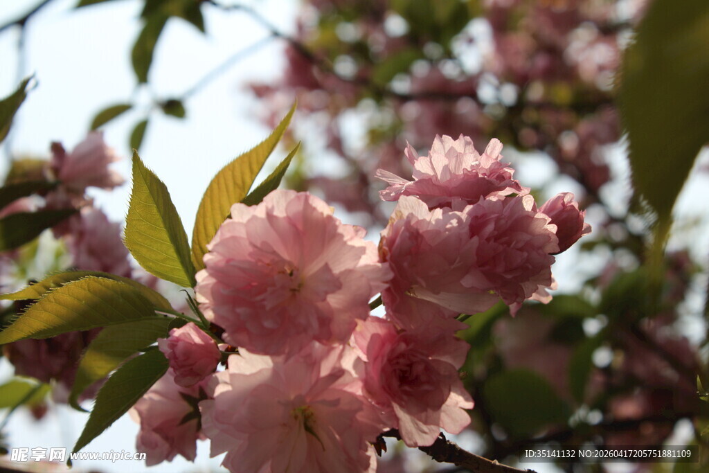 樱花