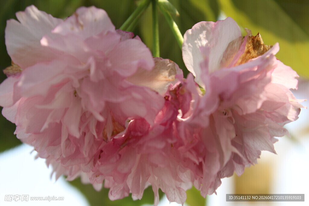 重瓣樱花 