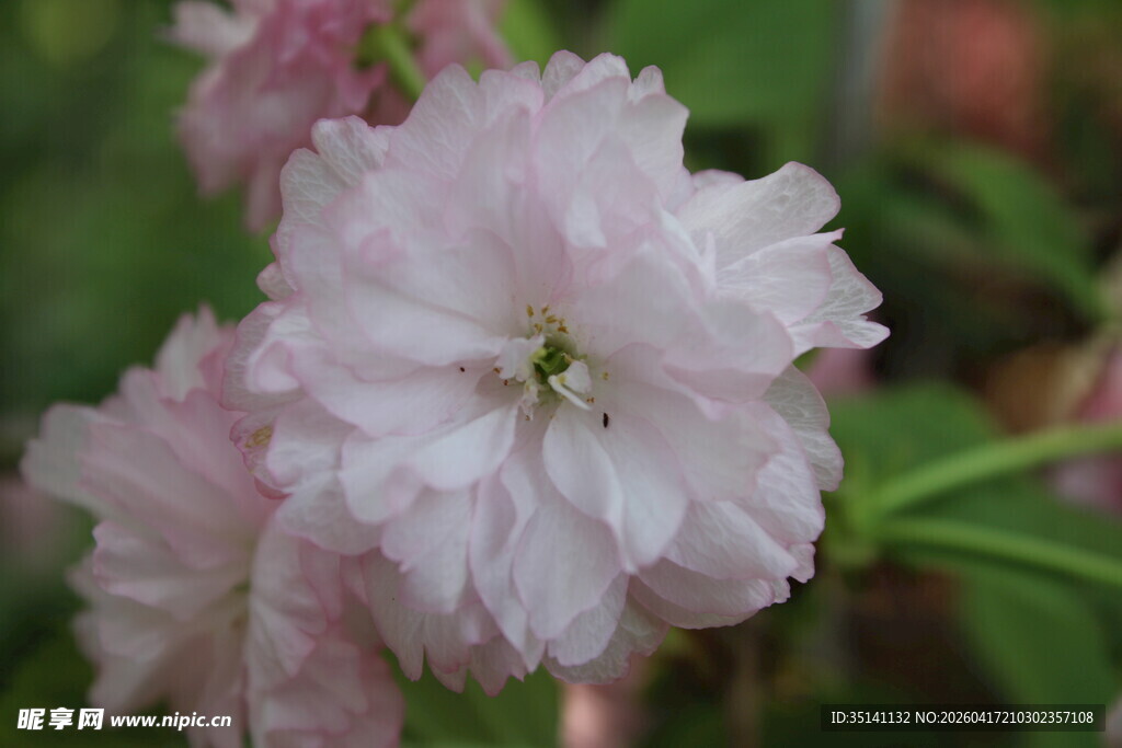 重瓣樱花