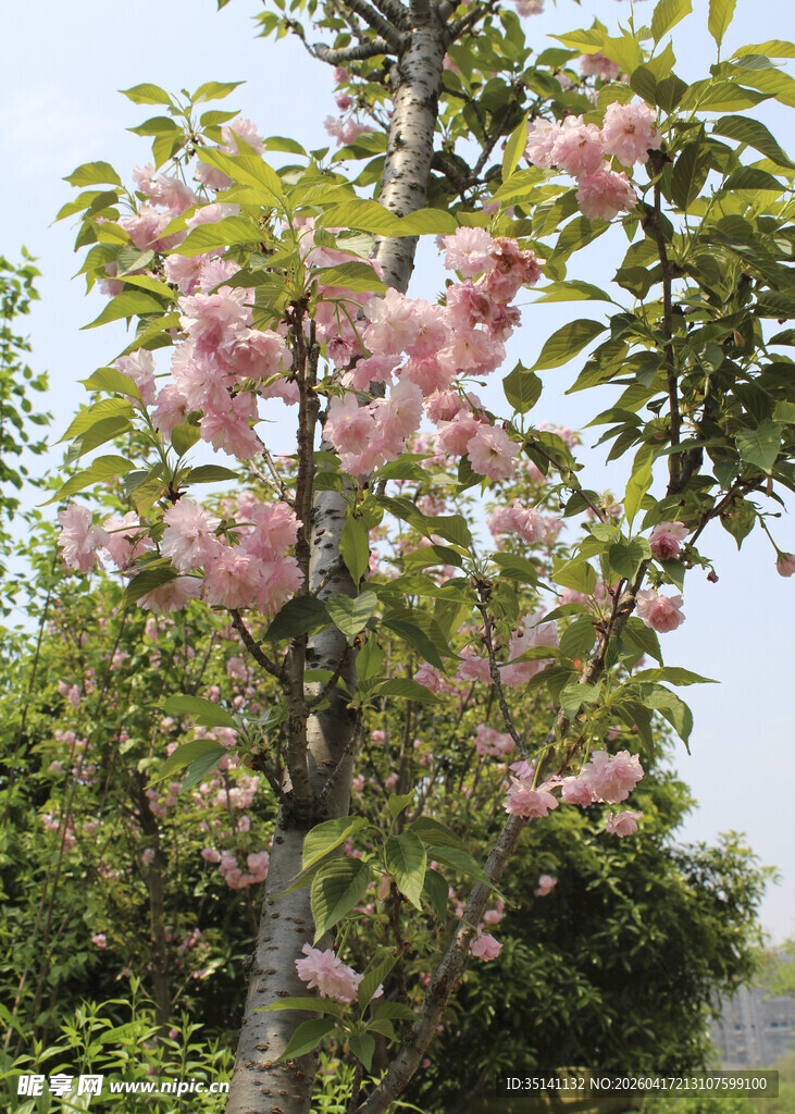 樱花树