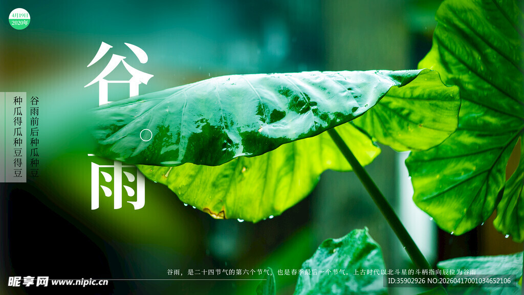 谷雨时节的翠绿叶片