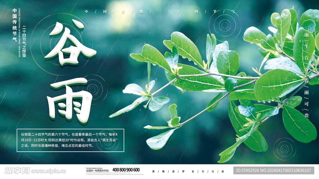谷雨时节绿意盎然的枝叶