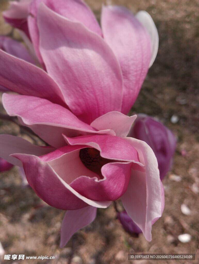 娇艳玉兰花特写