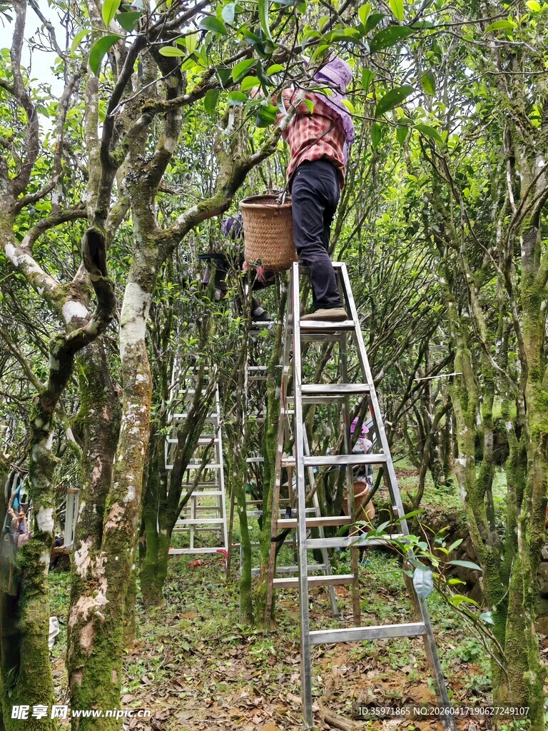 单丛茶站梯采摘