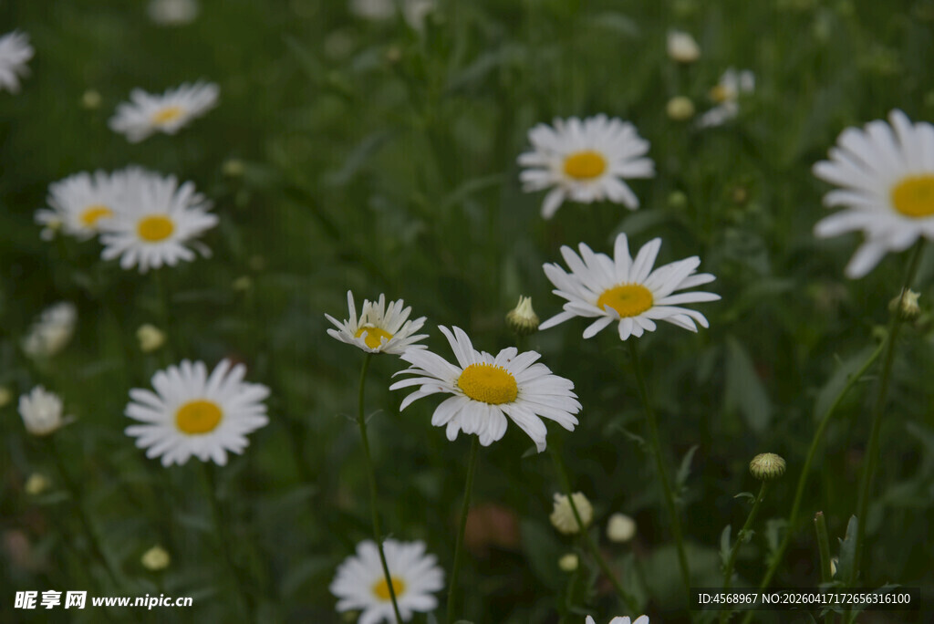 草地上的清新小白菊