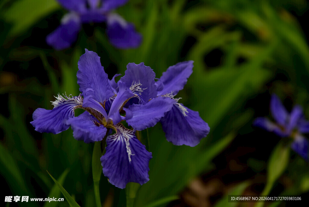 紫色鸢尾花特写