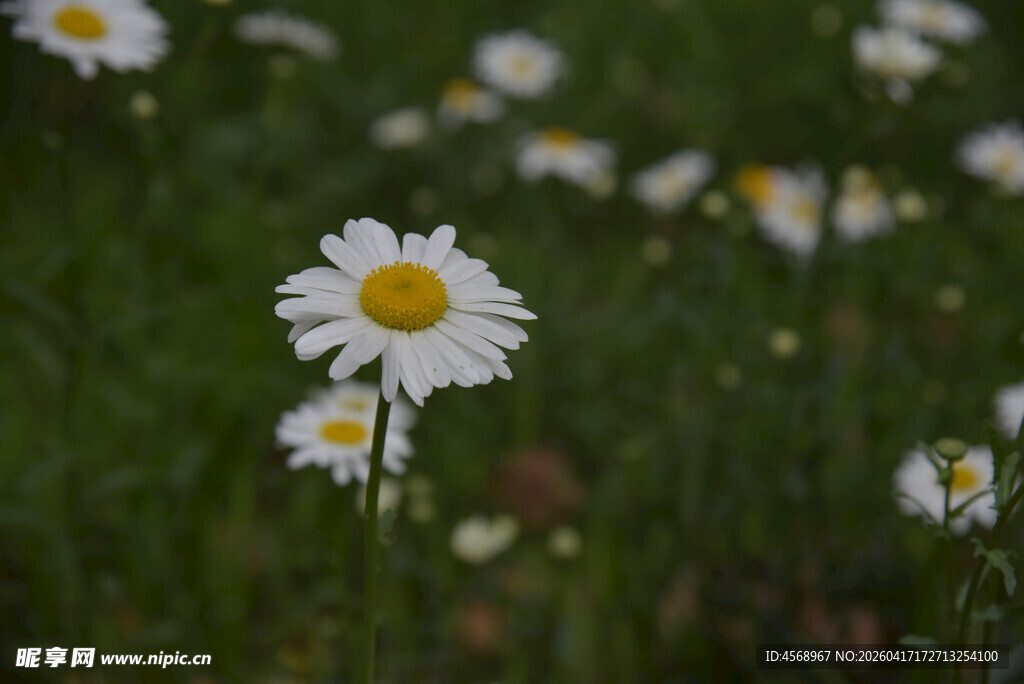 田野中的清新雏菊绽放