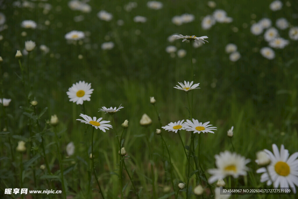春日雏菊绽放于绿野