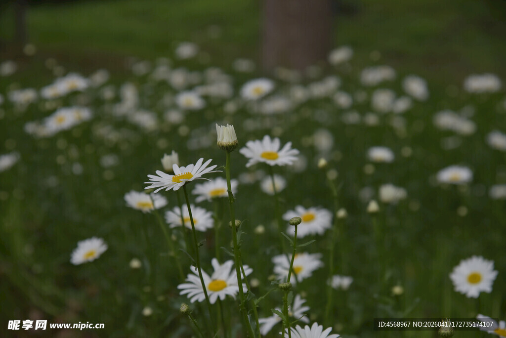 春日雏菊绽放的美丽草地