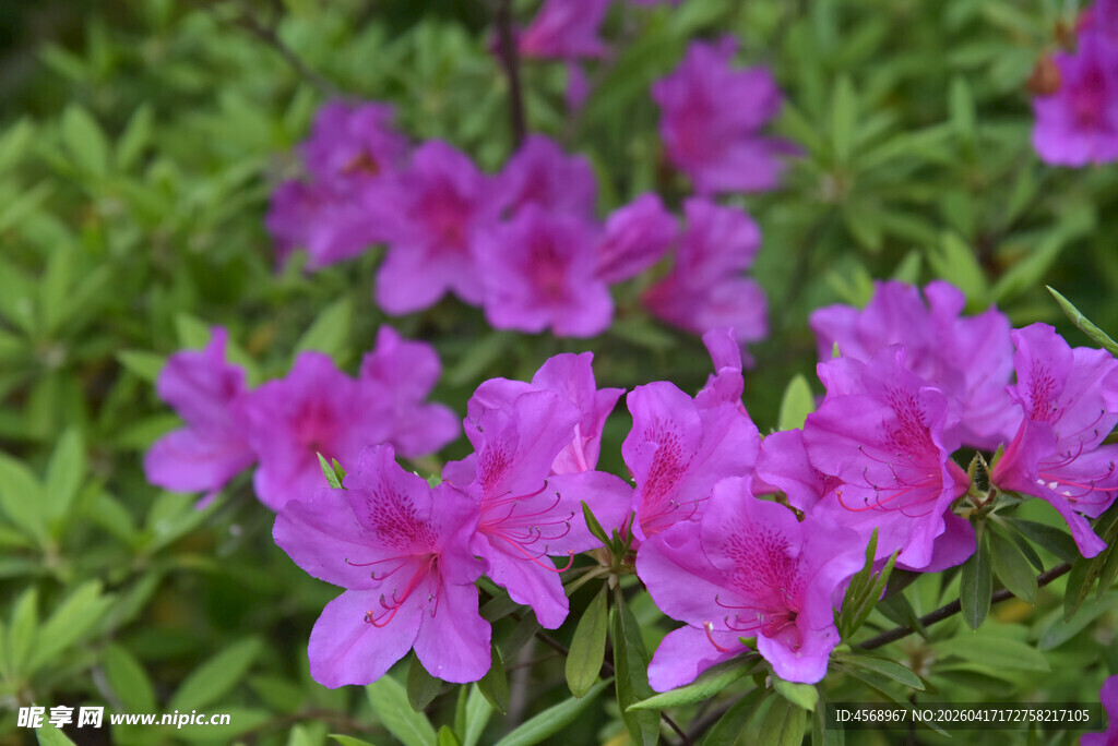 绽放的紫色杜鹃花