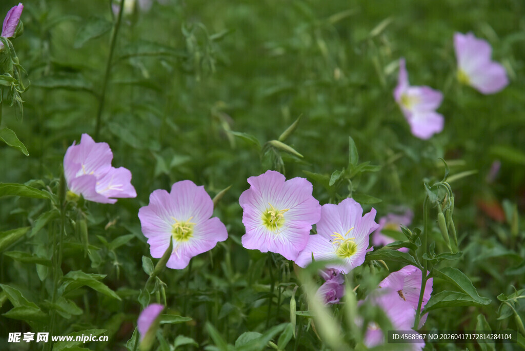 田野中的粉色美丽野花
